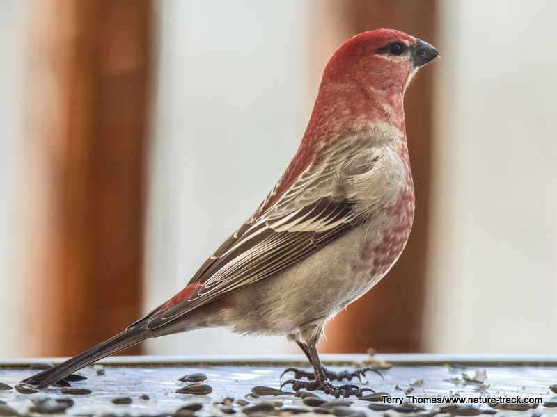 male pine grosbeak