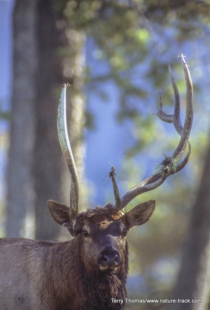 antlers