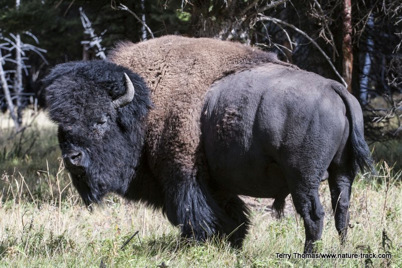 bison bull bison bull