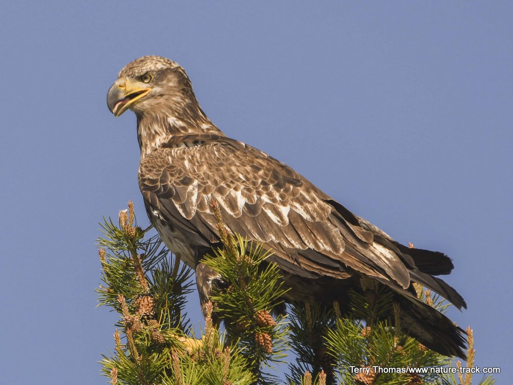 Juvenile bald eagle