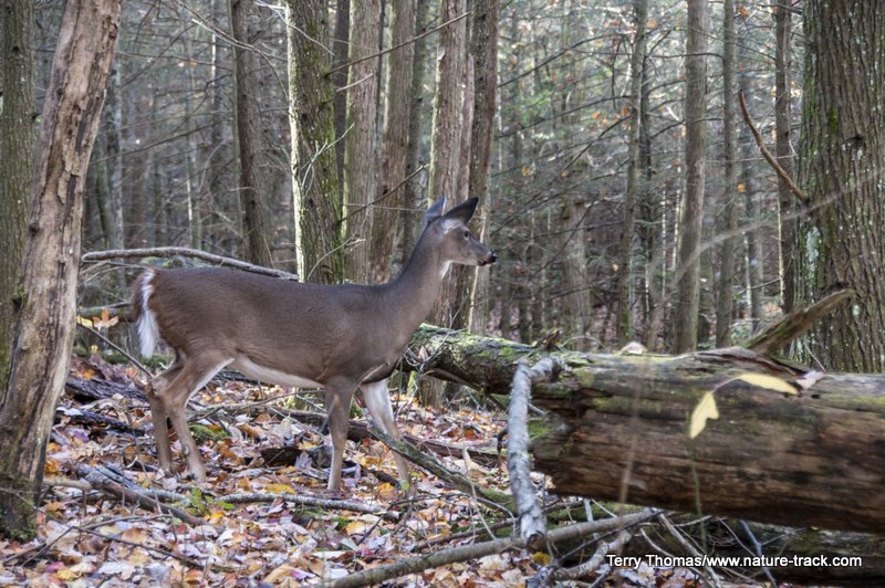 whitetailed doe