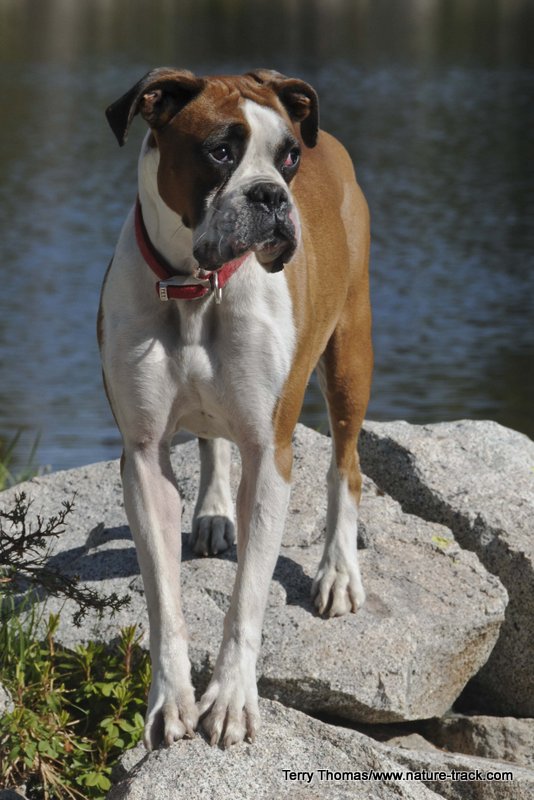 boxer