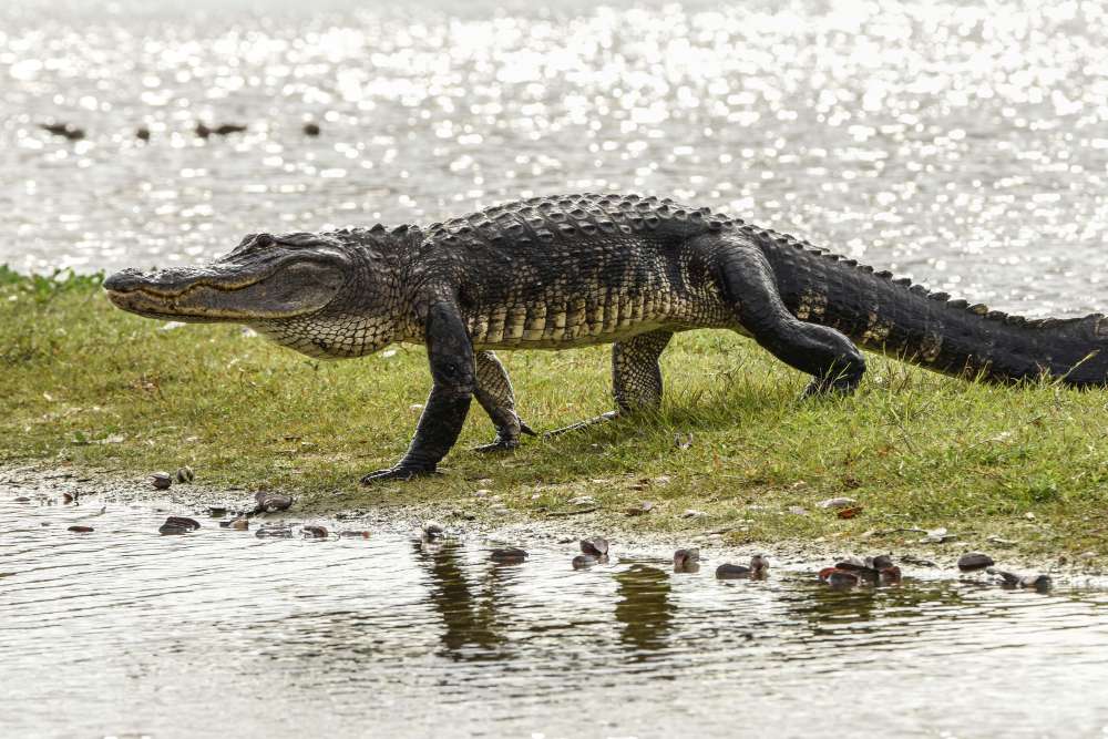 alligator walking