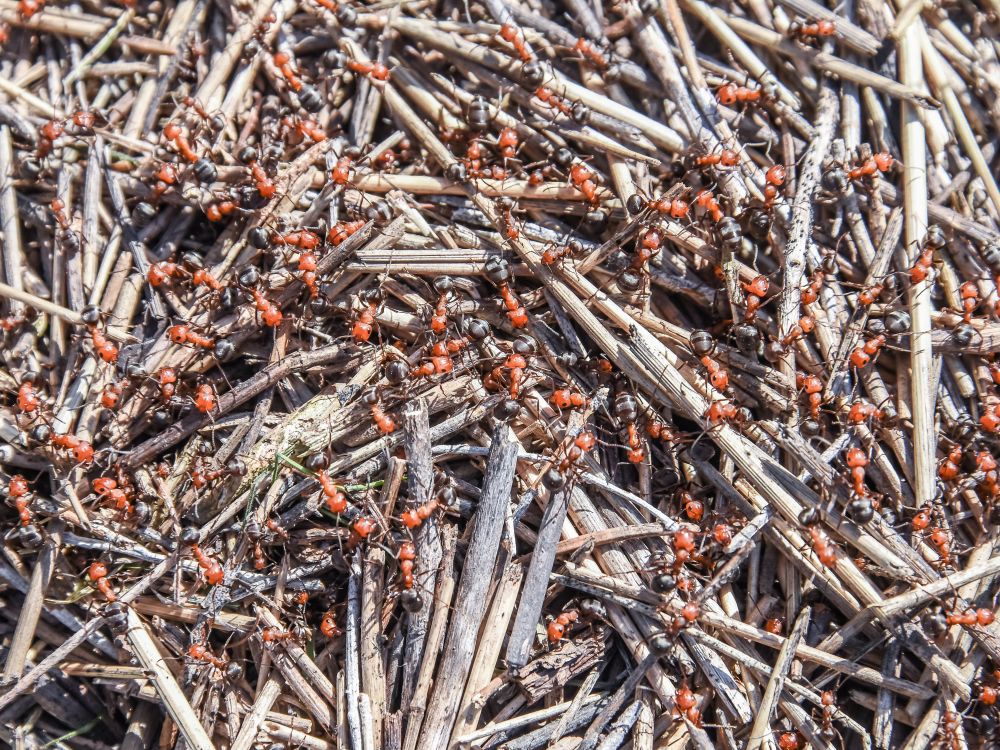 ants