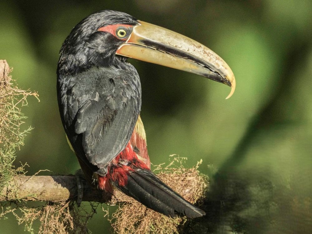aracari