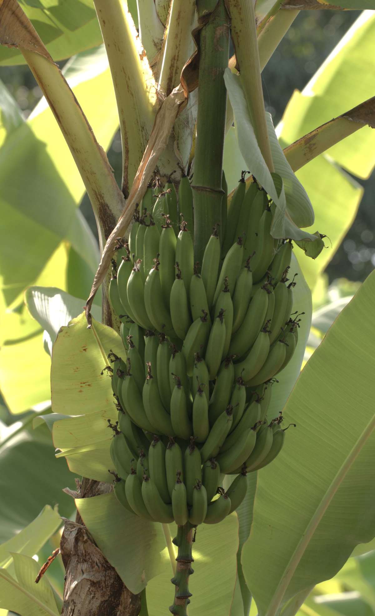 bananas bananas