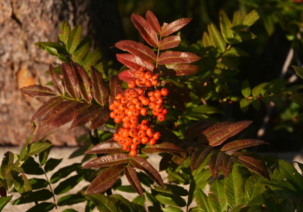 mountain ash