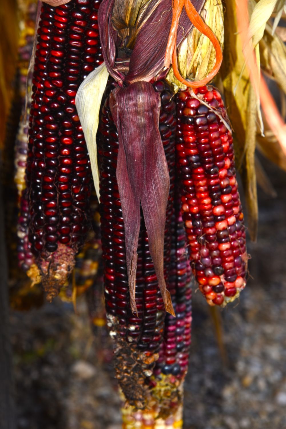 corn corn