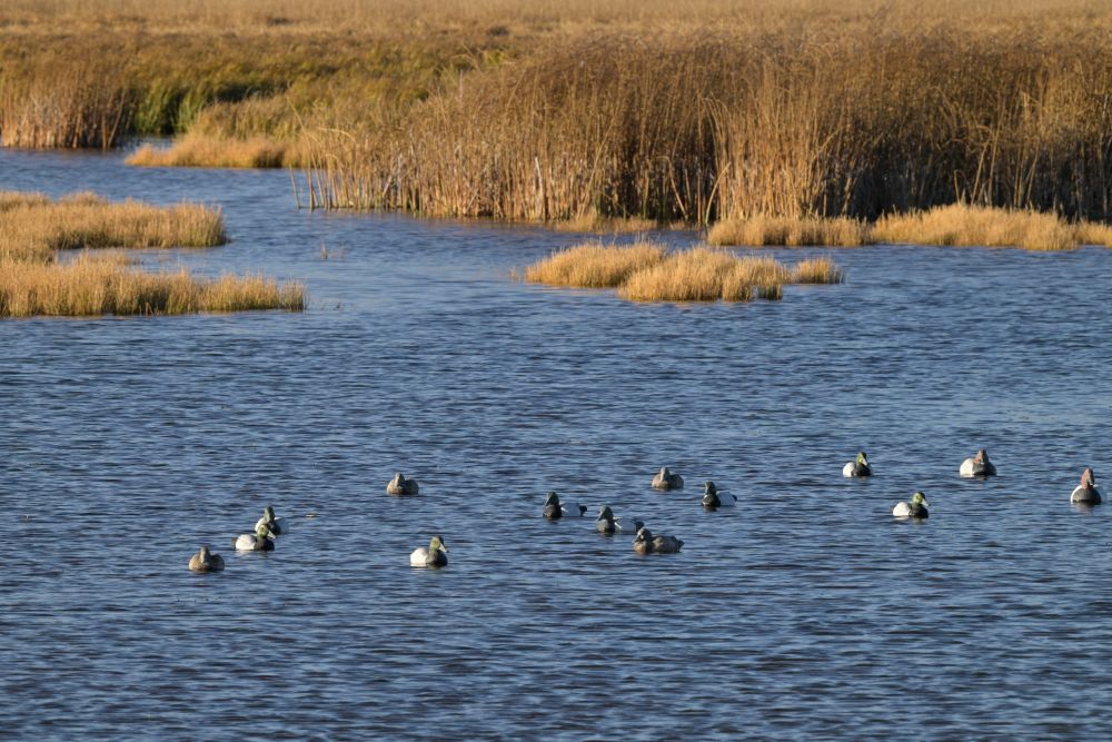 decoys
