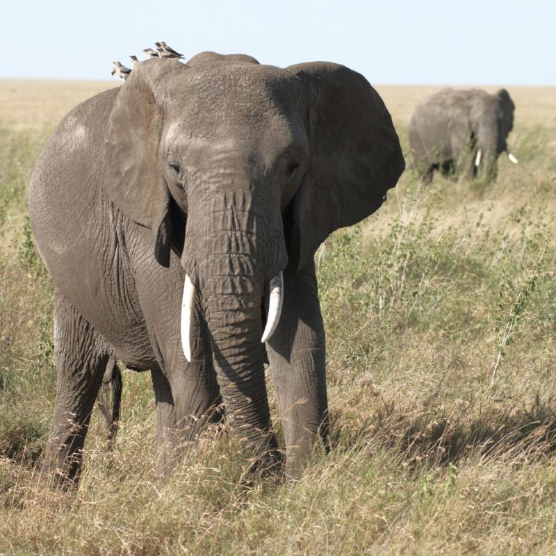 elephant