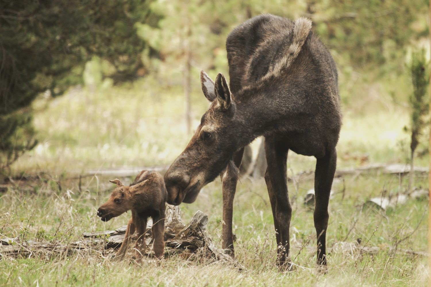 moose and calf moose and calf