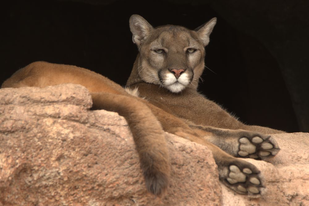 cougar cougar