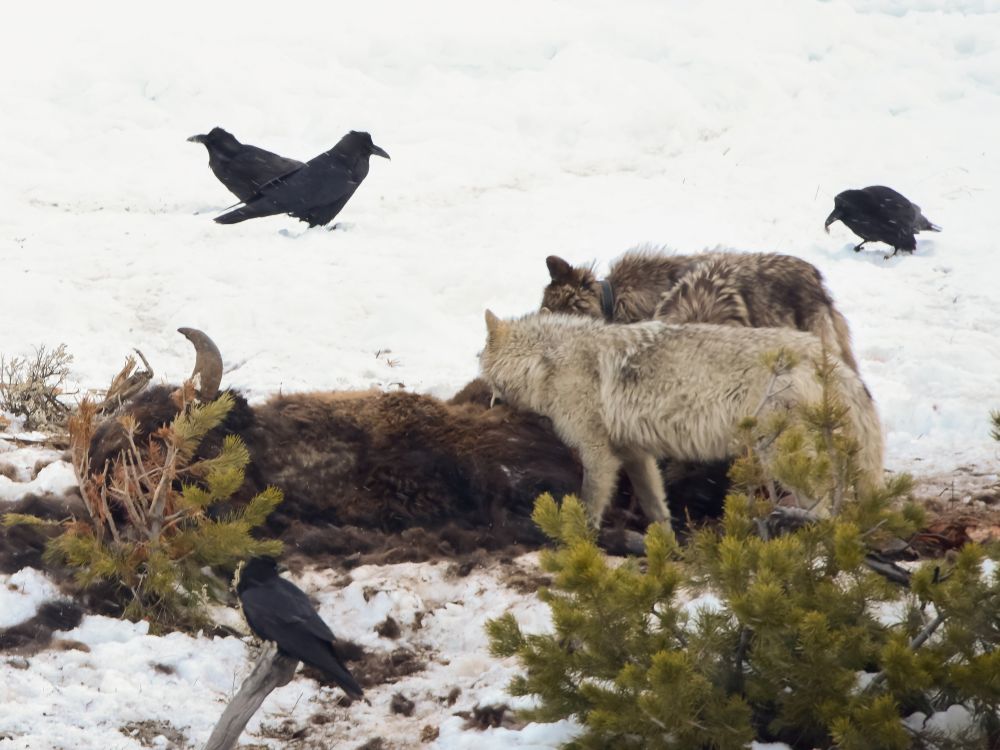 ravens and wolves