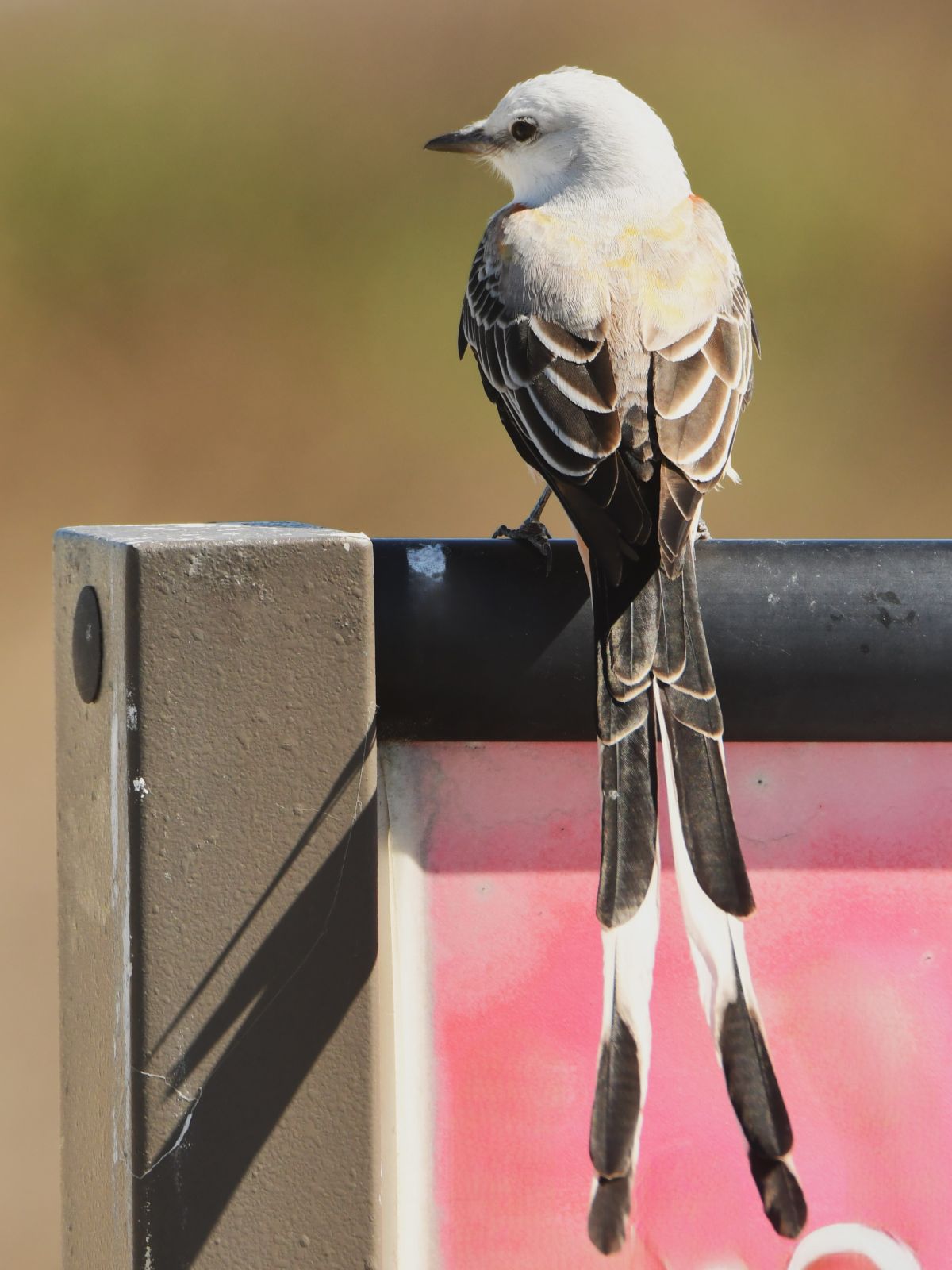 scissortailed flycatcher