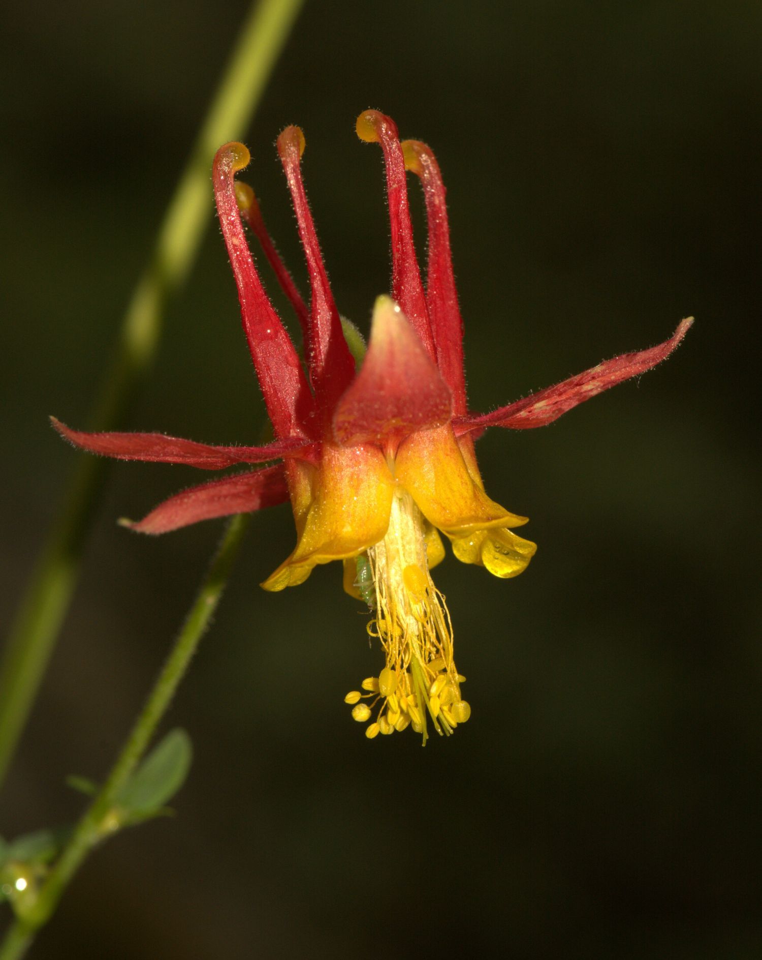 columbine flower columbine flower