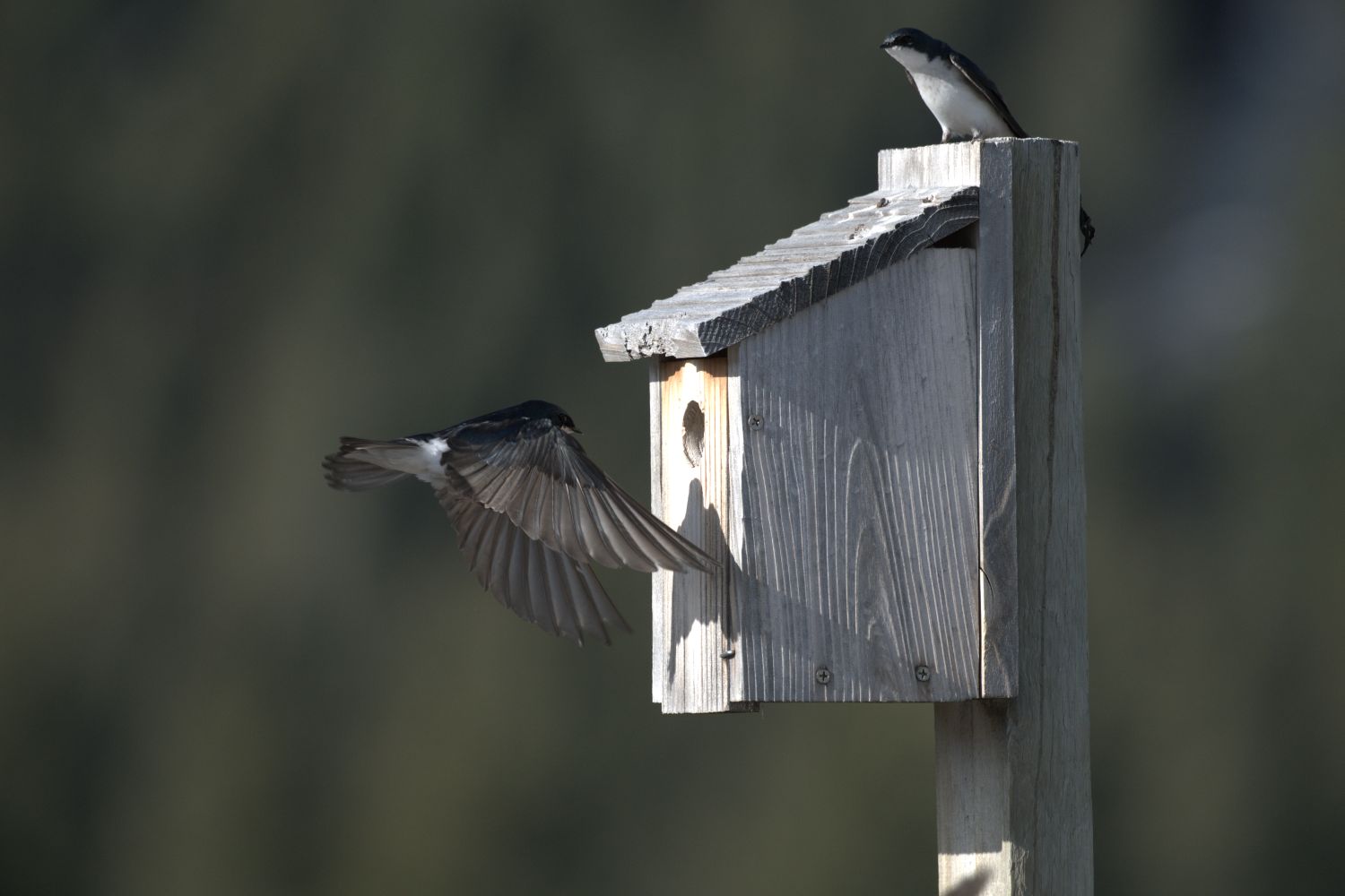tree swallows tree swallows