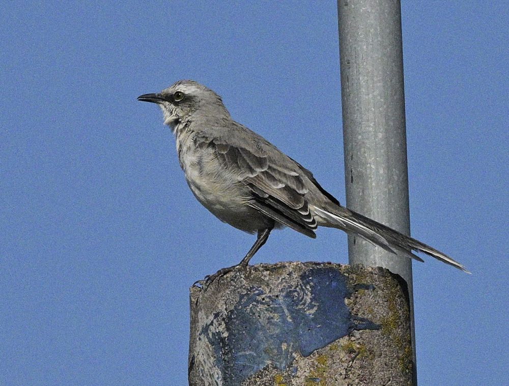 tropical mockingbird