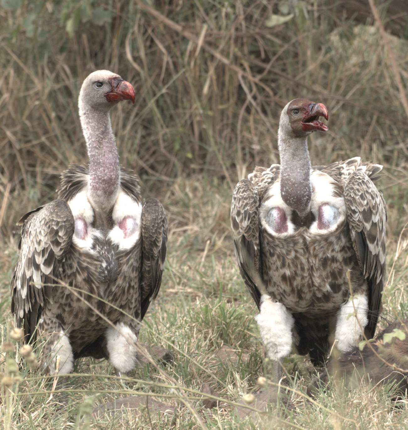 ruppels griffons ruppels griffons